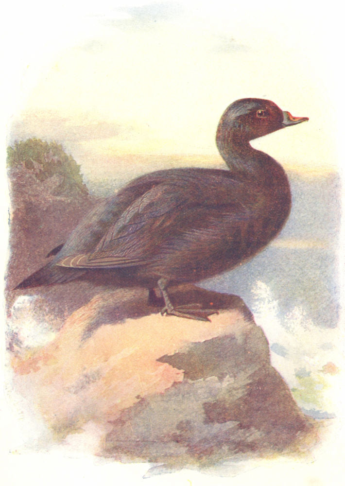 BIRDS. Scoter. Common 1901 old antique vintage print picture